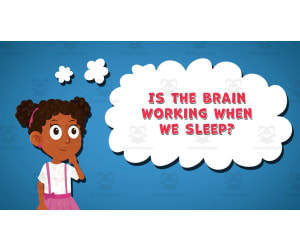 I Wonder - Is The Brain Working When We Sleep | Animated Video Lesson
