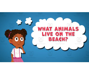 I WONDER - What Animals Live On The Beach | Animated Video Lesson