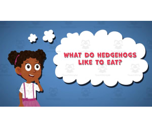 I WONDER - What Do Hedgehogs Like To Eat | Animated Video Lesson