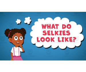 I WONDER - What Do Selkies Look Like | Animated Video Lesson