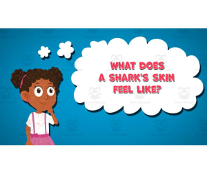 I WONDER - What Does A Shark's Skin Feel Like | Animated Video Lesson