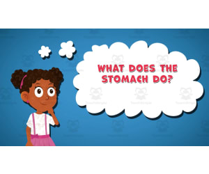 I WONDER - What Does The Stomach Do | Animated Video Lesson