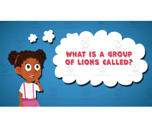 I WONDER - What Is A Group Of Lions Called | Animated Video Lesson