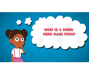 I WONDER - What Is A Rhino Horn Made From | Animated Video Lesson