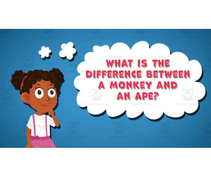 I WONDER - What Is The Difference Between A Monkey And An Ape