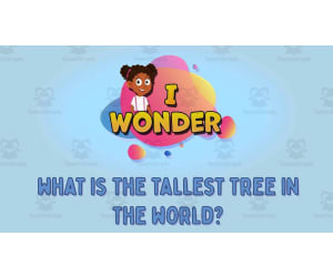 I WONDER - What Is The Tallest Tree In The World | Animated Video Les