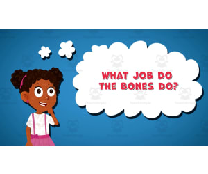 I WONDER - What Job Do The Bones Do | Animated Video Lesson