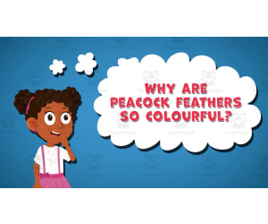 I WONDER - Why Are Peacock Feathers So Colourful | Animated Video