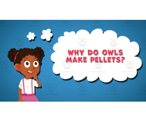 I WONDER - Why Do Owls Make Pellets | Animated Video Lesson