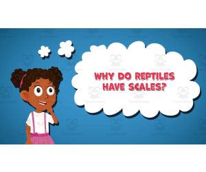 I WONDER - Why Do Reptiles Have Scales | Animated Video Lesson