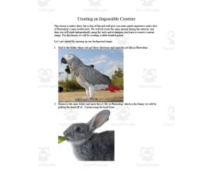Impossible Creature Photoshop Activity