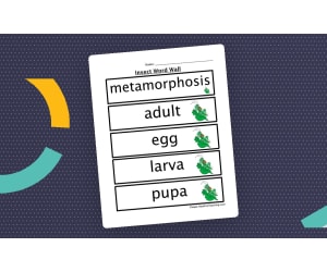 Insects Word Wall