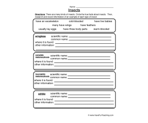 Insects Worksheet