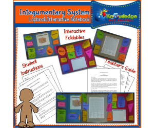 Integumentary System Lapbook / Interactive Notebook - EBOOK