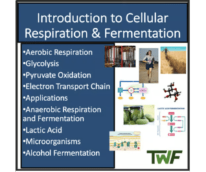 Introduction to Cellular Respiration & Fermentation - Biology lesson