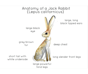 Jack Rabbit Anatomy Printable Poster
