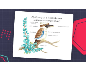 Kookaburra Anatomy Interactive Printable Poster