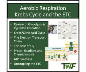 Krebs Cycle and the ETC - Aerobic Cellular Respiration- Biology lesson