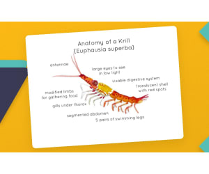 Krill Anatomy Poster – Watercolor Marine Biology