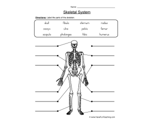 Label Skeletal System Worksheet