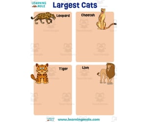 Largest Cats Activity