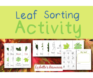 Leaf Sorting Activity: Kindergarten Science Projects