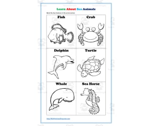 Learn About Sea Animals