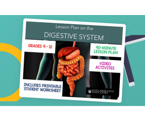 Lesson Plan on the Digestive System