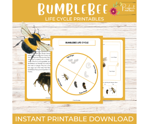 Life Cycle of a Bumblebee Worksheet - Insect Science Unit Study