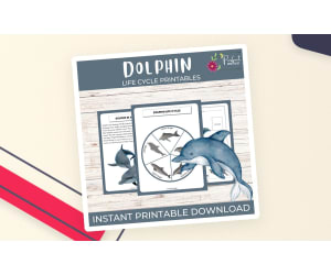 Dolphin Life Cycle Worksheet – Ocean Mammals Study