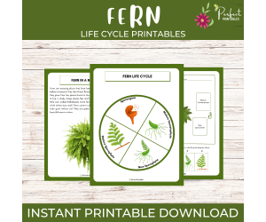 Life Cycle of a Fern Worksheet - Plant Science Unit Study