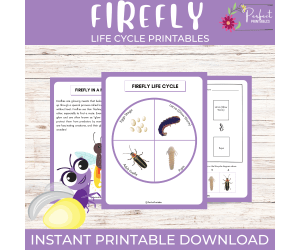 Life Cycle of a Firefly | Lightning Bug Unit Study With Fun Facts!