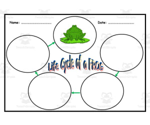 Life Cycle of a Frog Booklet