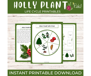 Life Cycle of a Holly Plant | Christmas Plant Science Unit Study