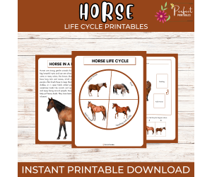Life Cycle of a Horse - Animal Science Unit Study With Fun Facts!