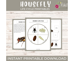 Life Cycle of a Housefly Worksheet - Insect Science Unit Study