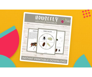 Life Cycle of a Housefly Worksheet - Insect Science Unit Study