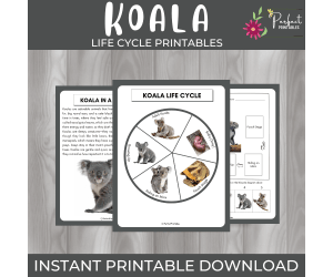 Life Cycle of a Koala, Australian Wildlife Unit Study fun facts