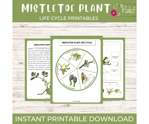 Life Cycle of a Mistletoe, Christmas Plant Science Unit Study fun fact