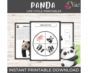 Life Cycle of a Panda Worksheet - Animal Science Unit Study & Fun Fact