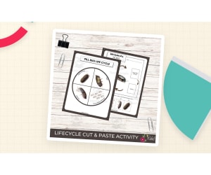Pill Bug Life Cycle Worksheet – Roly Poly Unit