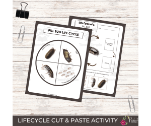 Life Cycle of a Pill Bug Worksheet- Roly Poly Unit Study With Fun Fact
