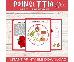 Life Cycle of a Poinsettia | Christmas Plant Science Unit Study