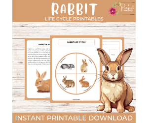 Life Cycle of a Rabbit Worksheet - Spring Animal Science Unit Study