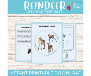 Life cycle of a Reindeer Worksheet- Winter Animal Science Unit Study