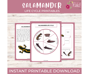Life Cycle of a Salamander Worksheet- Amphibian Science Unit Study