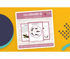 Life Cycle of a Salamander Worksheet- Amphibian Science Unit Study