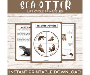 Life Cycle of a Sea Otter | Ocean Animal/Marine Unit Study & Fun Facts