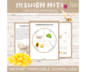 Life Cycle of a Silkworm Moth Worksheet - Insect Science Unit Study