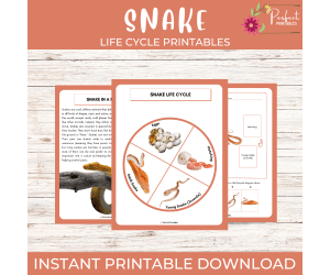 Life Cycle of a Snake Worksheet - Reptiles Science Unit Study